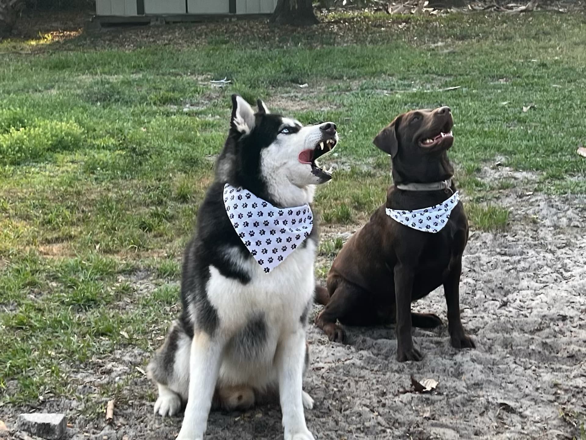 Dogs with bandanas